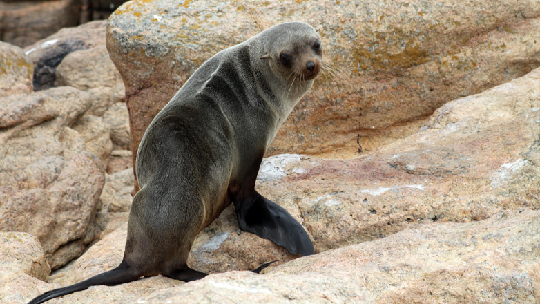 Νότια Αφρική: Φώκια δάγκωσε γυναίκα και πέθανε από το στρες