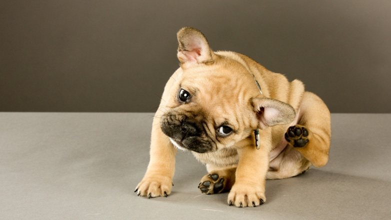 Πώς θα καταλάβετε εάν ο σκύλος έχει ατοπική δερματίτιδα