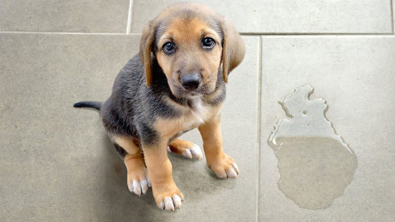 Ουρολοίμωξη στα σκυλιά