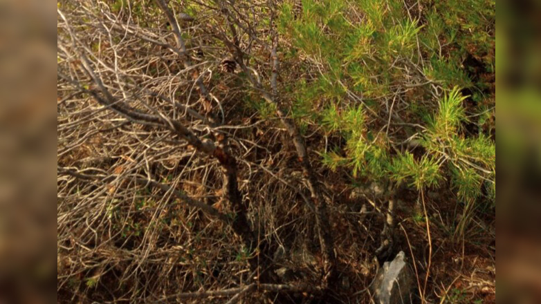 Ταυτοποιήθηκαν τα οστά και το κρανίο που εντοπίστηκαν στα Μέγαρα