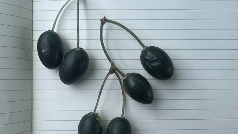 Ηράκλειο: Τσιπάκια με όψη ελαιοκάρπου για την προστασία από κλοπές