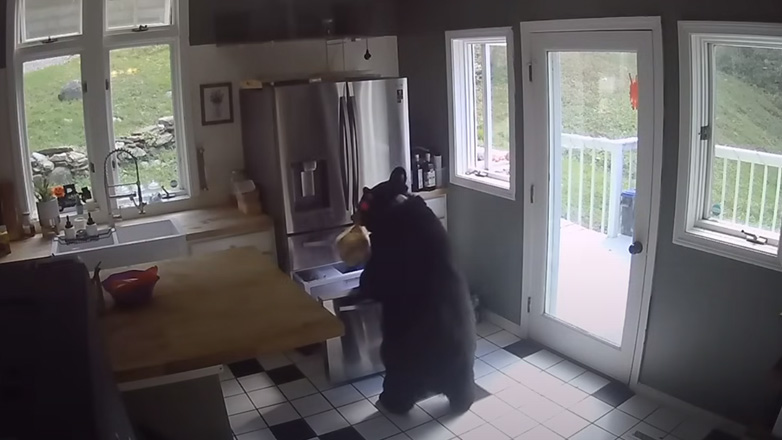Αρκούδα εισβάλλει σε σπίτι και κλέβει φαγητό από το ψυγείο