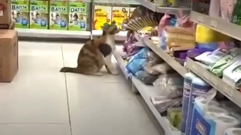 Γάτος κλέβει φαγητό από supermarket