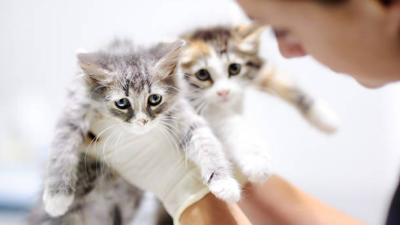 Πώς διαγιγνώσκεται η ηπατική νόσος στις γάτες;