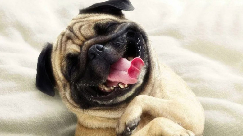 Γαργαλιούνται τα σκυλιά;