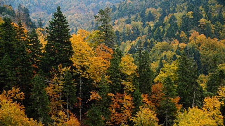 Αυτή είναι η πρόταση του ΥΠΕΝ για την ολοκληρωμένη διαχείριση των δασικών οικοσυστημάτων