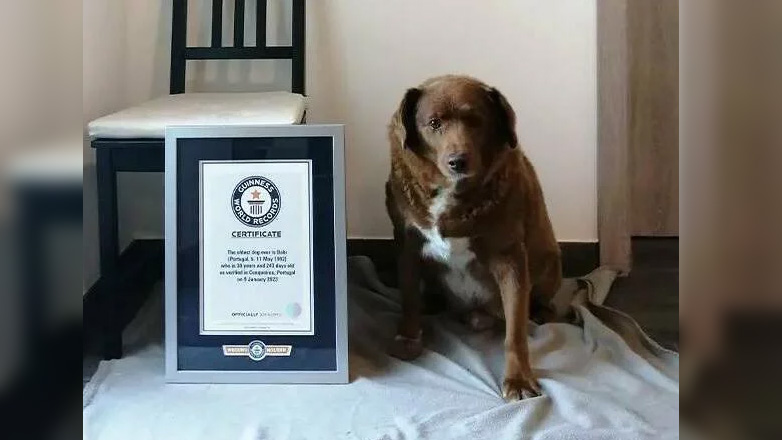 Πορτογαλία: Πέθανε σε ηλικία 31 ετών ο Μπόμπι, ο γηραιότερος σκύλος στον κόσμο