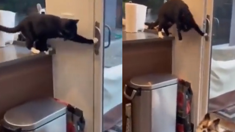 Τι θα έκαναν οι σκύλοι χωρίς τη γάτα;