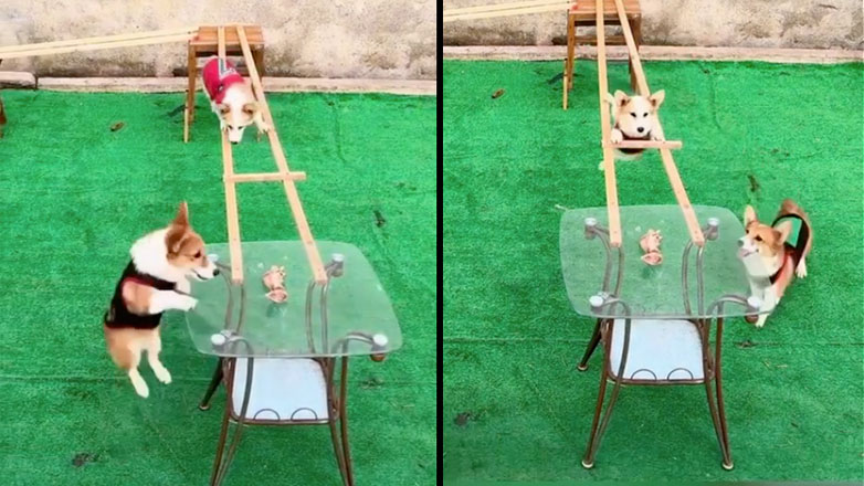 Η πρόκληση των corgi