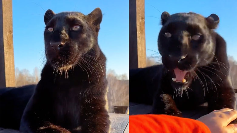 Ένας πάνθηρας αντιδρά σαν μια μεγάλη γάτα