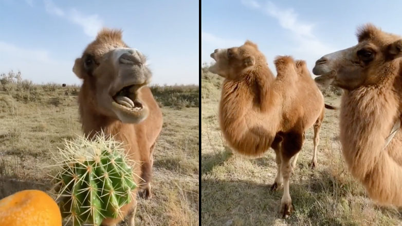 Καμήλες τρώνε σουβλάκι με πορτοκάλι και κάκτο