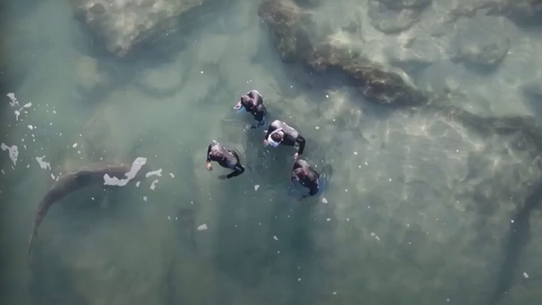 Καρχαρίες πλησιάζουν δύτες