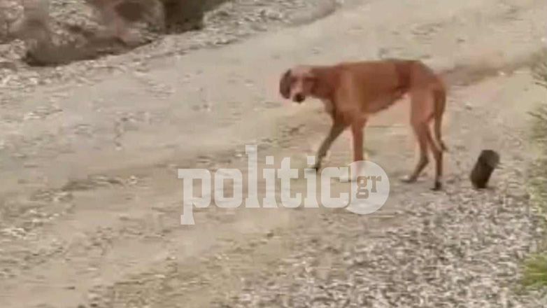Φρίκη στη Χαλκιδική: Έδεσε σύρμα στην κοιλιά σκύλου