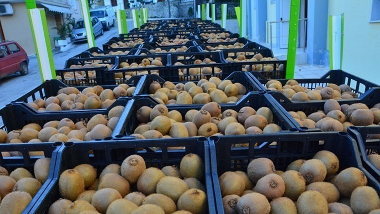 Υπ. Αγροτικής Ανάπτυξης: Έλεγχοι σε όλα τα στάδια εμπορίας και διακίνησης των ακτινιδίων