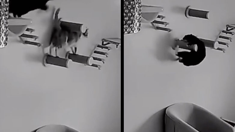 Γάτα κασκαντέρ