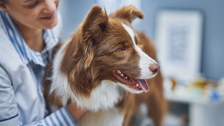 Πόσο κοστίζουν τα ιατρικά έξοδα ενός σκύλου;