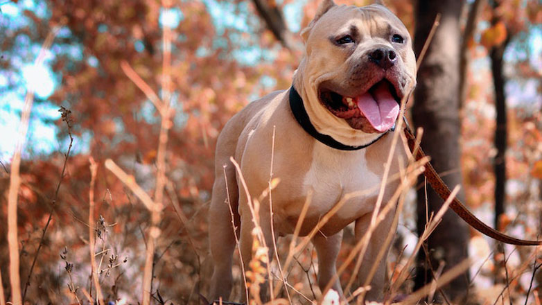 Αρτέμιδα: Άγρια επίθεση πιτ μπουλ σε 11χρονο αγόρι