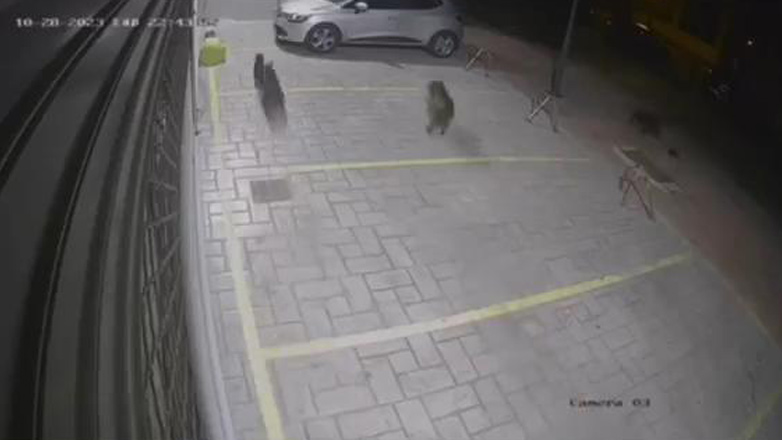 Σοκ στη Βούλα από επίθεση πίτμπουλ που κατασπάραξαν γάτες