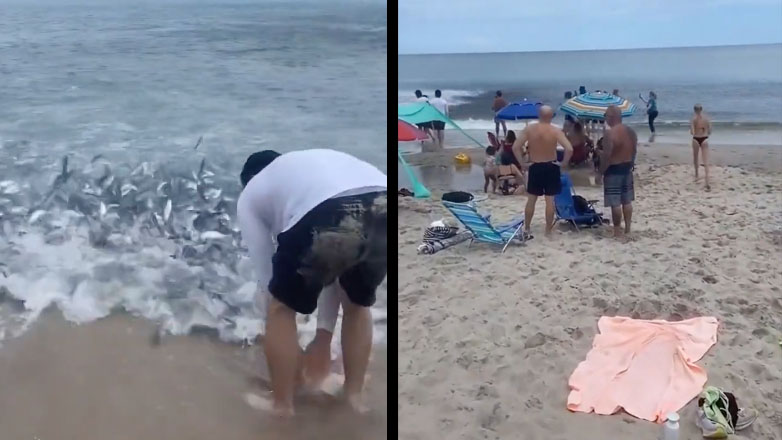 Χιλιάδες ψάρια ξεβράζονται σε μια παραλία