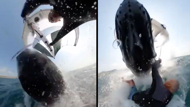 Wing surfer πέφτει πάνω σε μια φάλαινα