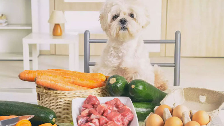 Σκύλος: Πόσο θα σας κοστίσει η διατροφή του;