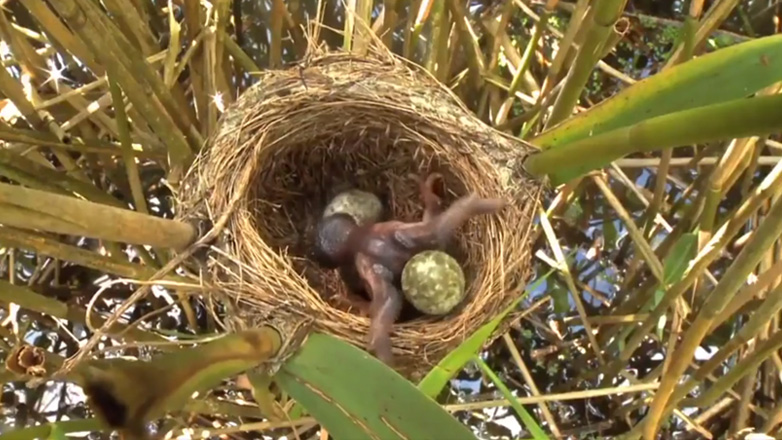 Αυτό κάνει ο κούκος που εκκολάπτεται στα ετεροθαλή αδέρφια του