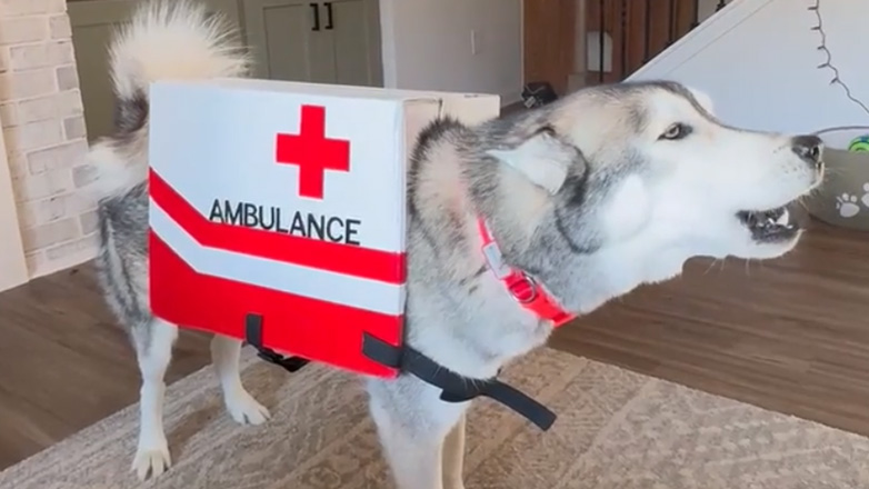 Ο σκύλος ασθενοφόρο