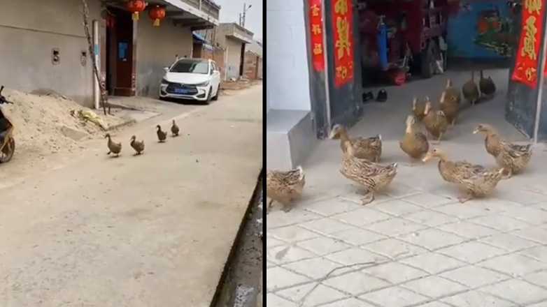 Πάπια μαζεύει τις υπόλοιπες από πόρτα σε πόρτα