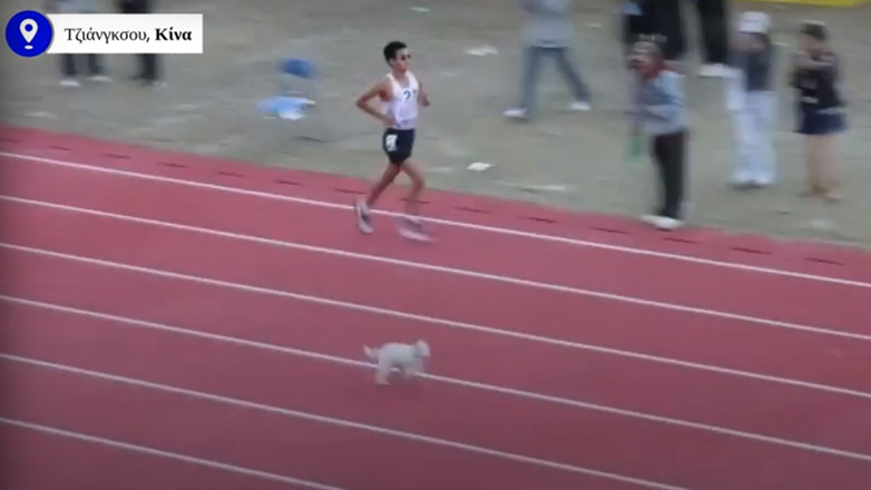 Γάτα παίρνει μέρος σε αγώνα στίβου