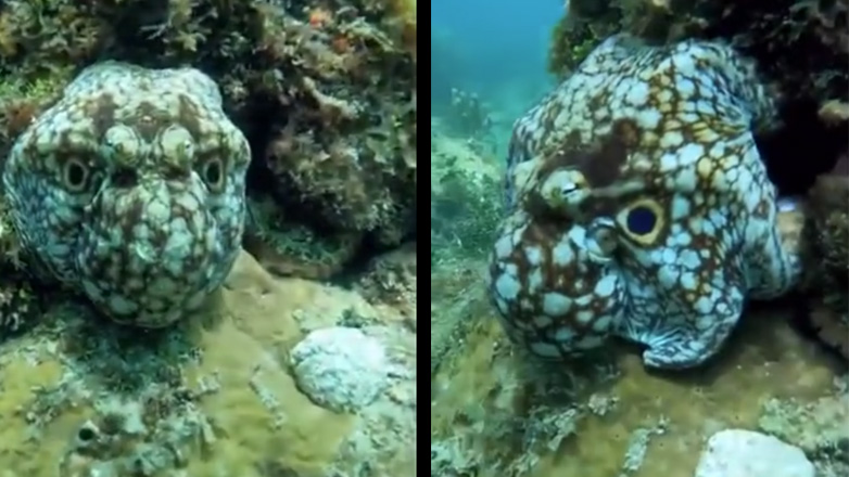 Χταπόδι καμουφλάρεται παριστάνοντας το πρόσωπο ενός μεγάλου ψαριού