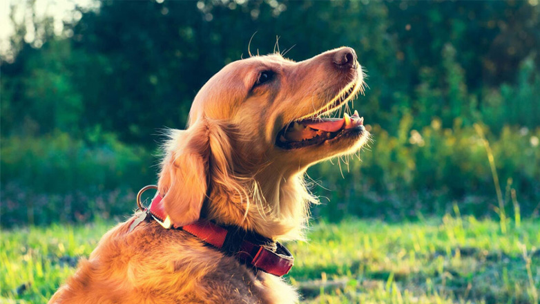 ΠΦΠΟ: Φιλοζωικά εγχειρίδια σε σχολεία και ραδιοτηλεοπτικά σποτ