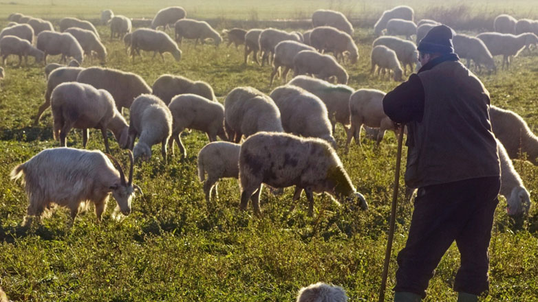 Ο ΟΠΕΚΕΠΕ πετσόκοψε αυθαίρετα τις επιδοτήσεις των κτηνοτρόφων σε Κρήτη και Θεσσαλία