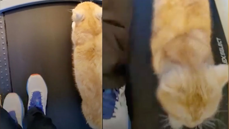 Γάτα κάνει διάδρομο με τον ιδιοκτήτη της