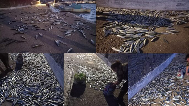 Απίστευτο θέαμα στην Άνδρο – Σαρδέλες βγήκαν στη στεριά για να γλιτώσουν