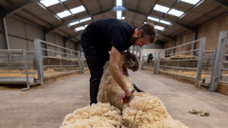 Διασώθηκε το «πιο μοναχικό πρόβατο της Βρετανίας»