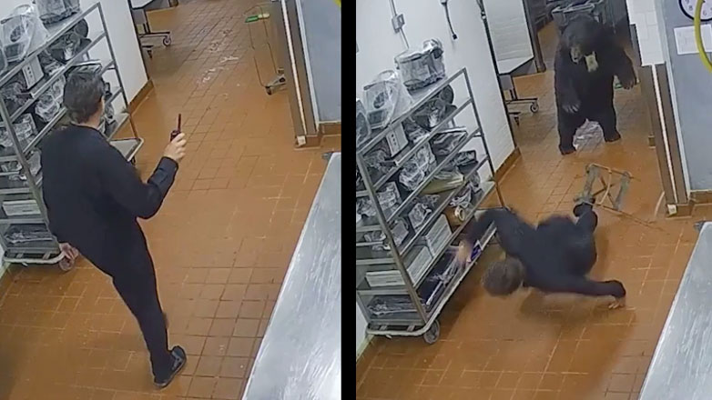 Φύλακας εναντίον αρκούδας