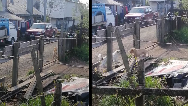 Σκύλοι τσακώνονται πίσω από ένα φράχτη