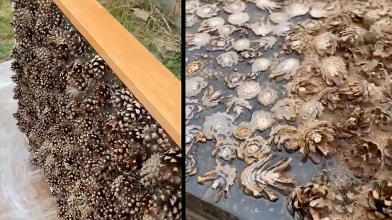 Tραπέζι από κουκουνάρια