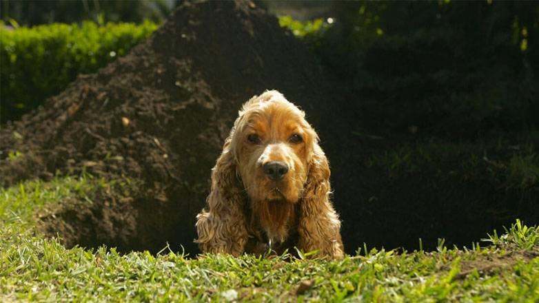 Γιατί σκάβει ο σκύλος μου;
