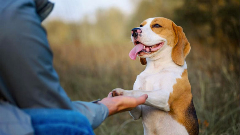 Σκύλος: Πόσο κοστίζει η βασική του εκπαίδευση;