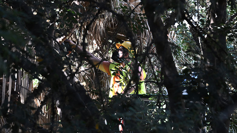 Υπεγράφη η σύμβαση για την προμήθεια 2.975 δέντρων στον Δήμο Αθηναίων