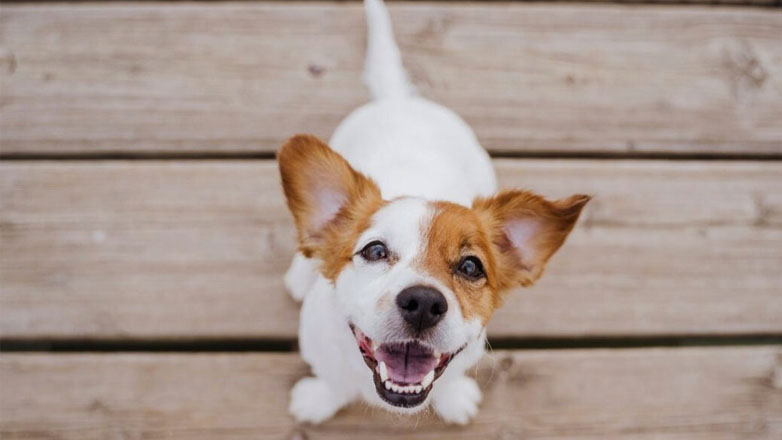 Ο σκύλος και οι αισθήσεις του