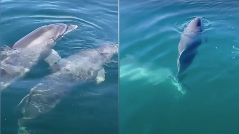 Ψαράδες σώζουν δελφίνι από βέβαιο θάνατο