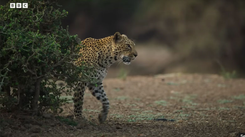 Λεοπάρδαλη ρισκάρει τη ζωή της για ένα γεύμα