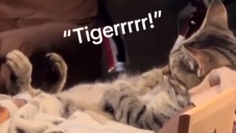 Μην ενοχλείς μια γάτα όταν βλέπει τηλεόραση