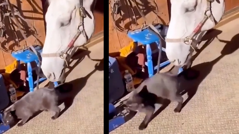 Γιατί είναι τόσο επιθετική αυτή η γάτα;