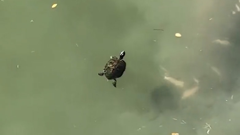 Μεταβολή και πίσω!