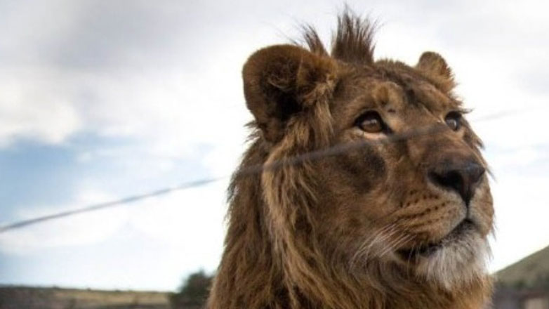 Λήξη συναγερμού: Κτηνίατροι κατάφεραν να ακινητοποιήσουν το λιοντάρι που είχε απομακρυνθεί από τσίρκο έξω από τη Ρώμη