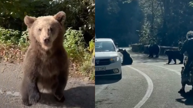 Oικογένεια αρκούδων περπατά δίπλα σε αυτοκίνητα