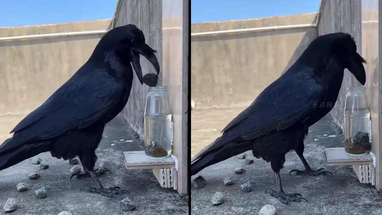 Kοράκι θέλει να πιει νερό από ένα μπουκάλι